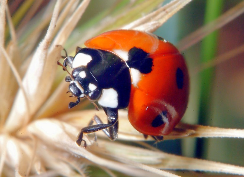 Coccinella in volo!